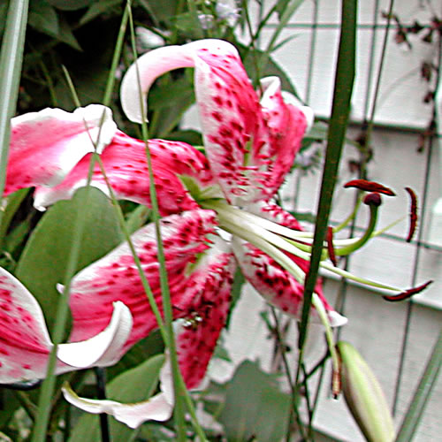 Lilium Arabesque